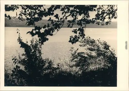 Langenargen am Bodensee Panoramablick über den See 1954 Privatfoto