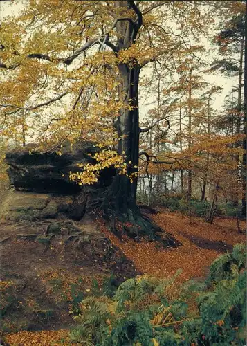 Wehlen Herbststimmung Ansichtskarte xx 1990