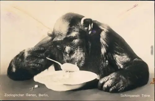 Mitte Berlin Zoologischer Garten: Schimpansin Titine beim Essen  Teller 1930