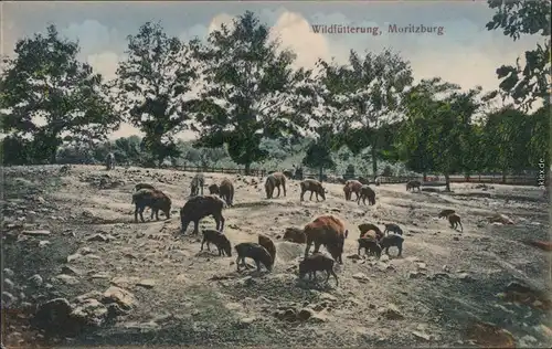 Moritzburg Wildfütterung von Wildschweinen im Gehege 1914