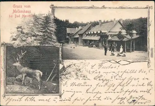 Ansichtskarte Bad Harzburg 2 Bild: Gruss vom Molkenhaus 1906 