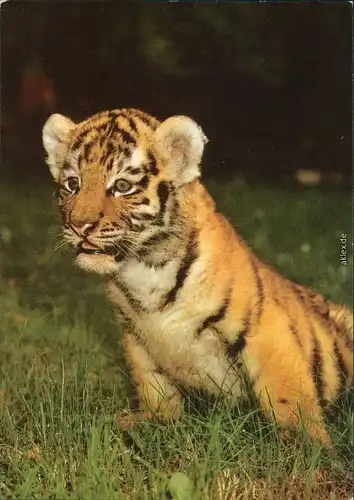Magdeburg Zoologischer Garten - Sibirischer Tiger (Panthera tigris altaica) 1986