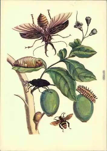 Ansichtskarte  Metamorphosis Insectorum Surinamensium 1990
