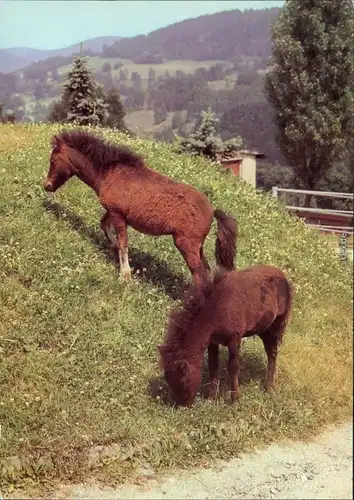 Ansichtskarte Klingenthal Tierpark: Shetlandponys 1983