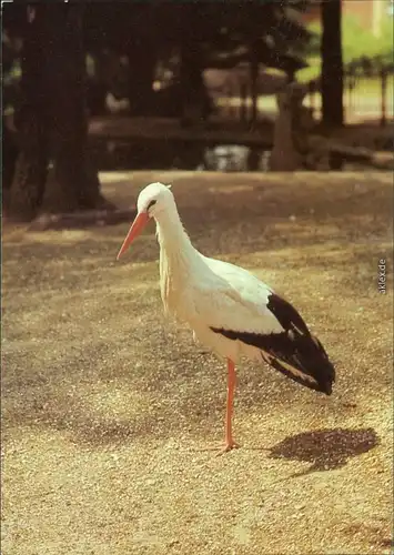 Ansichtskarte Klingenthal Tierpark: Weißstorch 1983