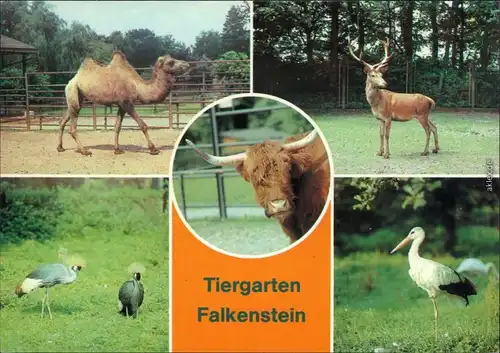 Falkenstein (Vogtland) Tierpark - Kamel, Rothirsch, Schottisches    1983