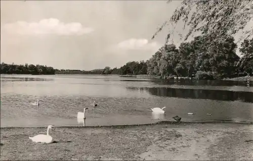 Ansichtskarte Grevesmühlen Vielbeckersee mit Schwänen 1965