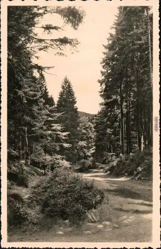 Ansichtskarte  Waldweg in Thüringer-Wald 1961