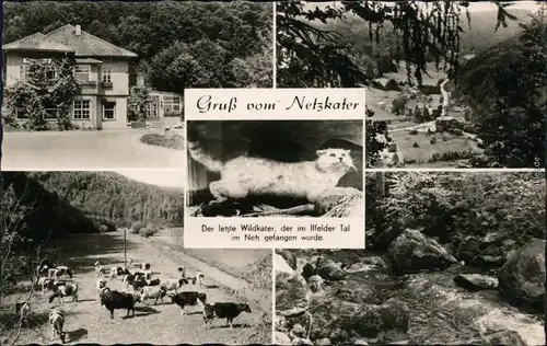 Ilfeld-Harztor Gasthof, Überblick, Kater (Wild), Viehherde, Bach 1965