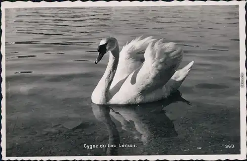 Ansichtskarte Genf Genève Cygnes du Lac Léman/Schwan auf dem Genfersee 1950