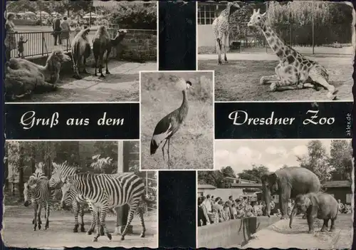 Dresden Zoologischer Garten - Camel, Giraffe, Zebra, Elefanten 1964