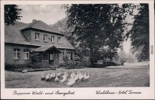 Ansichtskarte Teupitz Partie am Waldhaus Tornow - Ruppiner Schweiz 1951 