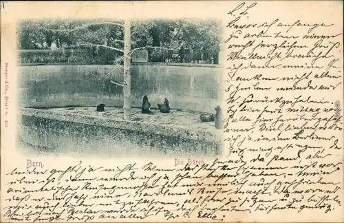Ansichtskarte Bern Bären im Bärenzwinger 1899 