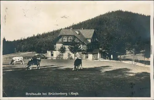 Brückenberg Krummhübel Karpacz Górny Karpacz Brotbaude mit weidenden Kühen 1929