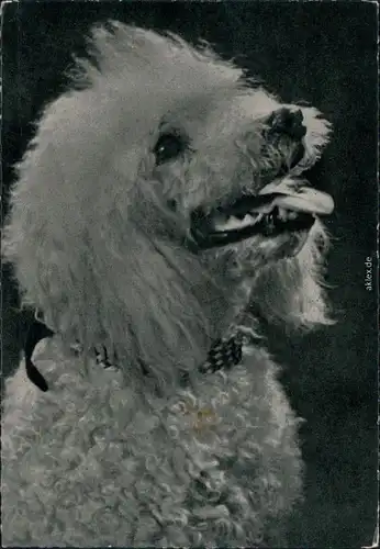 Ansichtskarte  Tiere - Hunde 1952