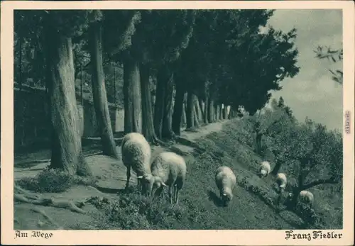 Markersdorf (Oberlausitz) Am Wege - Allee mit Schafen am Hang 1934