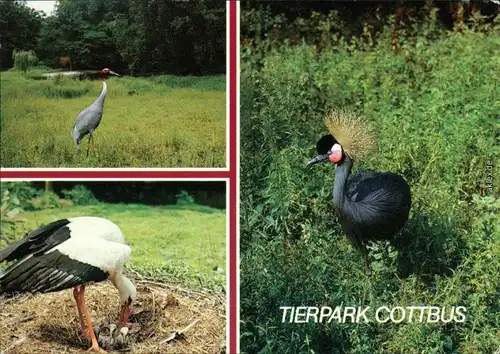 Cottbus Choćebuz Saruskranich, Weißstorch mit Jungen, Kronenkranich 1989