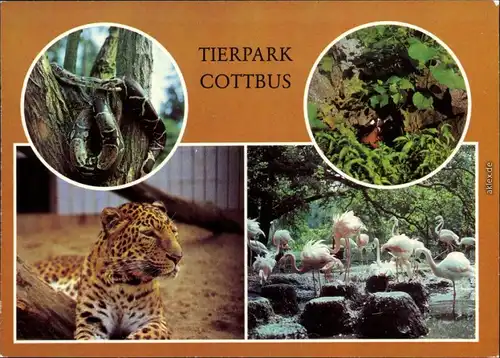 Cottbus  Kaiser-Boa,  Rothalsgans, China-Leopard, Flamingo-Brutkolonie 1983