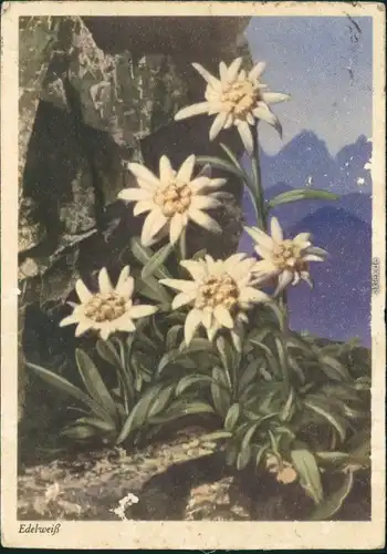 Ansichtskarte  Edelweiß Blumen & Botanik: Edelweiß - Künstlerkarte 193 