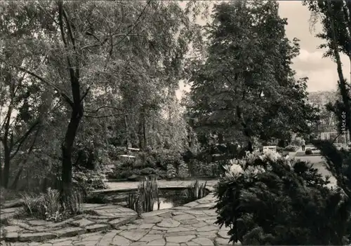 Ansichtskarte Bad Düben Seerosenteich im Kurpark 1969