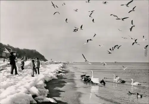 Ansichtskarte Usedom Insel Usedom: Strand, Vögel 1978