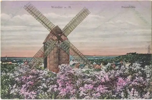 Ansichtskarte Werder (Havel) Baumblüte - Windmühle 1914 