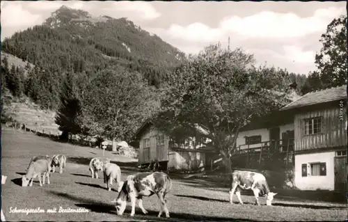 Fischbachau Breitenstein (Bayern) - Schweigeralm mit Rindern 1967
