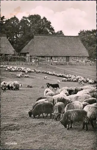 Ansichtskarte Wilsede-Bispingen Bauernhof mit vielen Böcke und Schafe 1956