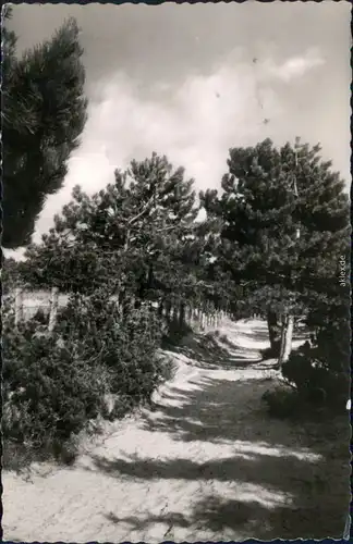 Ansichtskarte Sahlenburg-Cuxhaven Weg im Wernerwald 1963 