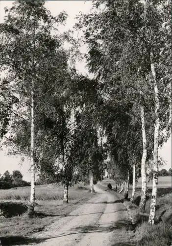 Ansichtskarte Schildau Schildbergweg 1981