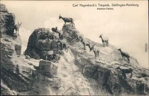 Ansichtskarte Stellingen-Hamburg Tierpark Hagenbeck - Markhor Felsen 1916 