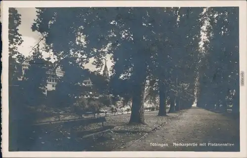 Ansichtskarte Tübingen Neckarpartie - Platanenallee 1929 