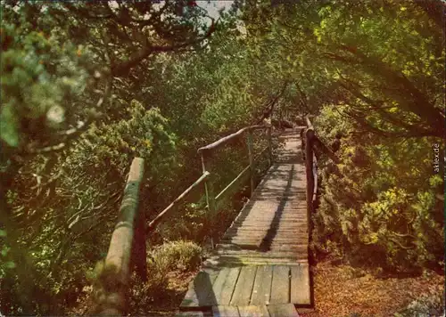 Zinnwald-Georgenfeld-Altenberg (Erzgebirge) Georgenfelder Hochmoor 1964