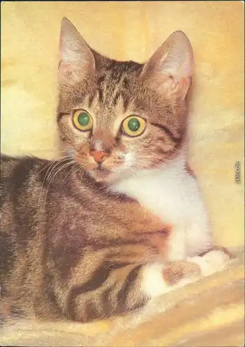 Ansichtskarte  Tiere - Katzen 1985