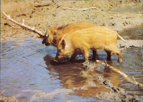 Ansichtskarte  Tiere - Wildschweine - Frischlinge 1985