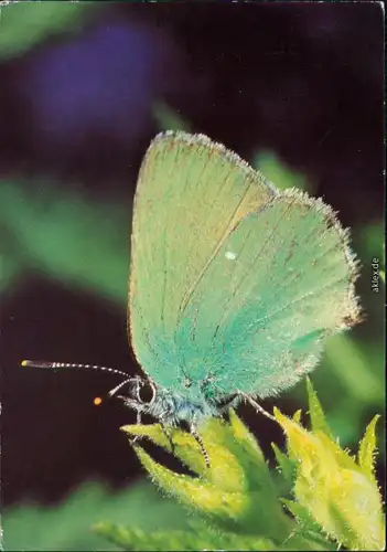 Ansichtskarte  Tiere - Schmetterling - Callophys rubi L. 1984