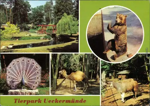 Ueckermünde Tierpark Ansichtskarte g1982