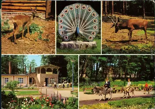 Ueckermünde Tierpark Ueckermünde Ansichtskarte g1980