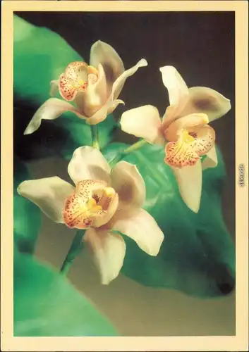 Ansichtskarte  Botanik - Blumen 1985
