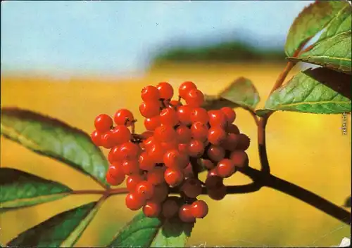 Ansichtskarte  Fauna / Pflanzen - Traubenholunder 1983