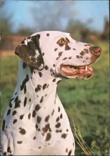 Ansichtskarte  Tiere - Hunde - Dalmatiner 1983