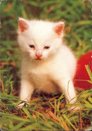 Ansichtskarte  Tiere - Katzen - Kitty 1981