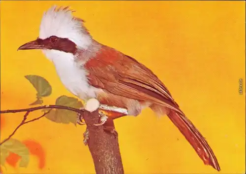 Ansichtskarte  Tiere - Vögel - Weißhaubenhäherling 1982