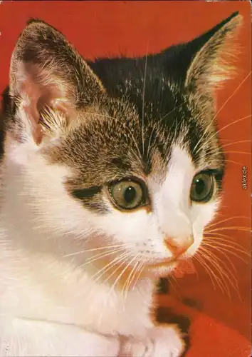 Ansichtskarte  Tiere - Katzen 1974
