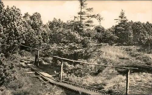 Zinnwald-Georgenfeld-Altenberg (Erzgebirge) Georgenfelder Hochmoor 1967