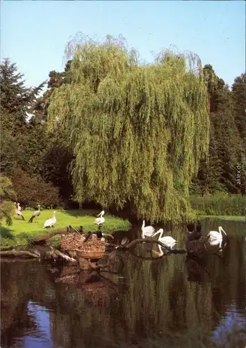 Ansichtskarte Walsrode Vogelpark - Pelikanweiher 1988
