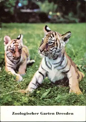 Ansichtskarte Dresden Zoologischer Garten - Junge Bengaltiger 1982