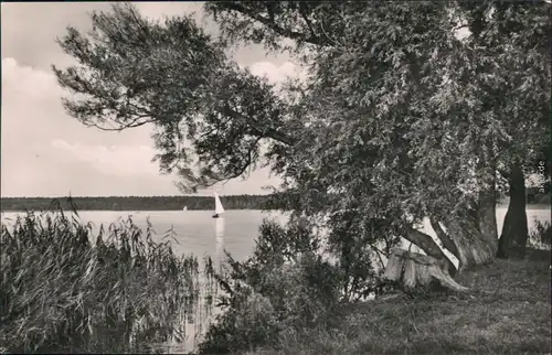 Ansichtskarte Arendsee (Altmark) Uferbereich und Segelboot 1964