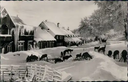 Ansichtskarte Bad Harzburg Wildfütterung am Molkenhaus 1968