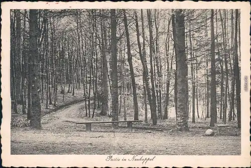 Ansichtskarte Haffkrug-Scharbeutz Waldpartie Neukoppel 1934 